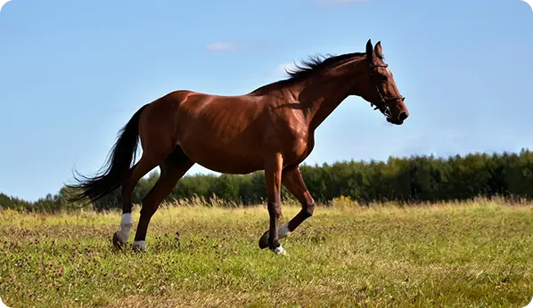 Horse running