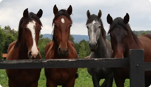 Horses